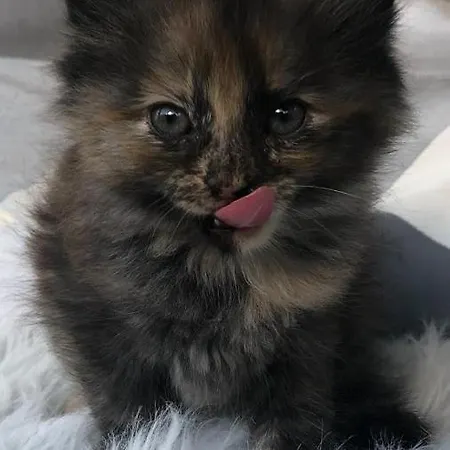 Familie Webhofer * Kartitsch