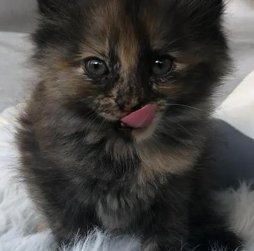 Familie Webhofer * Kartitsch